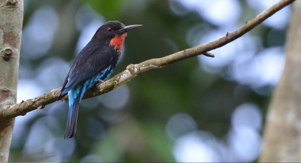 birds in Bwindi