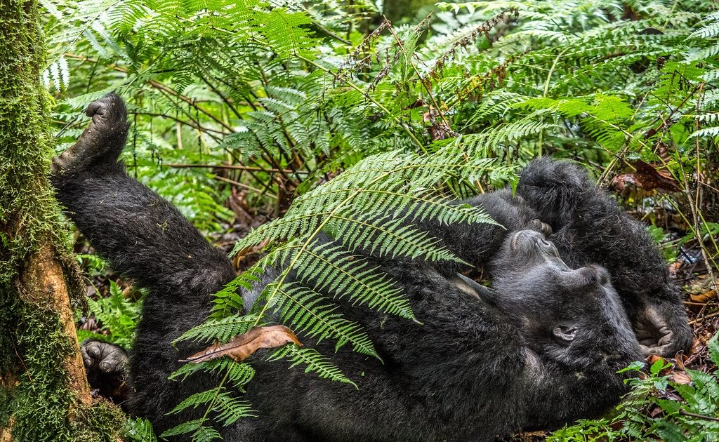 Buhoma Sector in Bwindi forest.