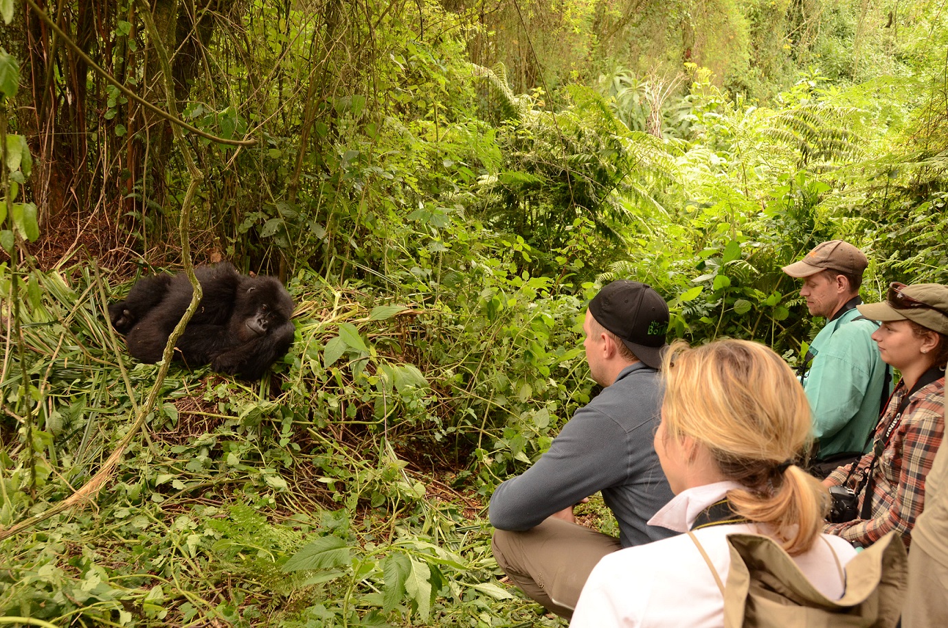 Gorilla Habituation experience in Bwindi forest