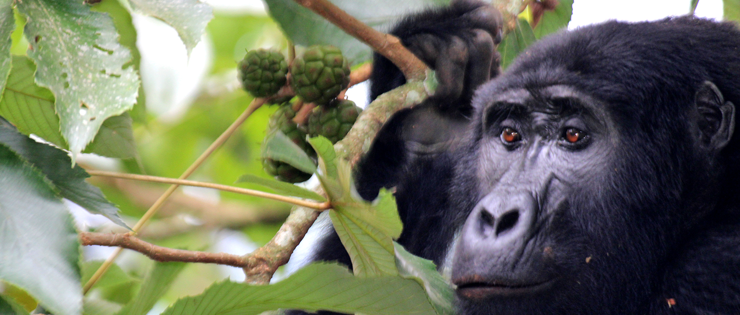 Buhoma Community Development Association