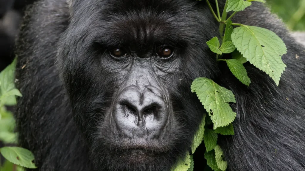 Sectors of Bwindi Impenetrable 