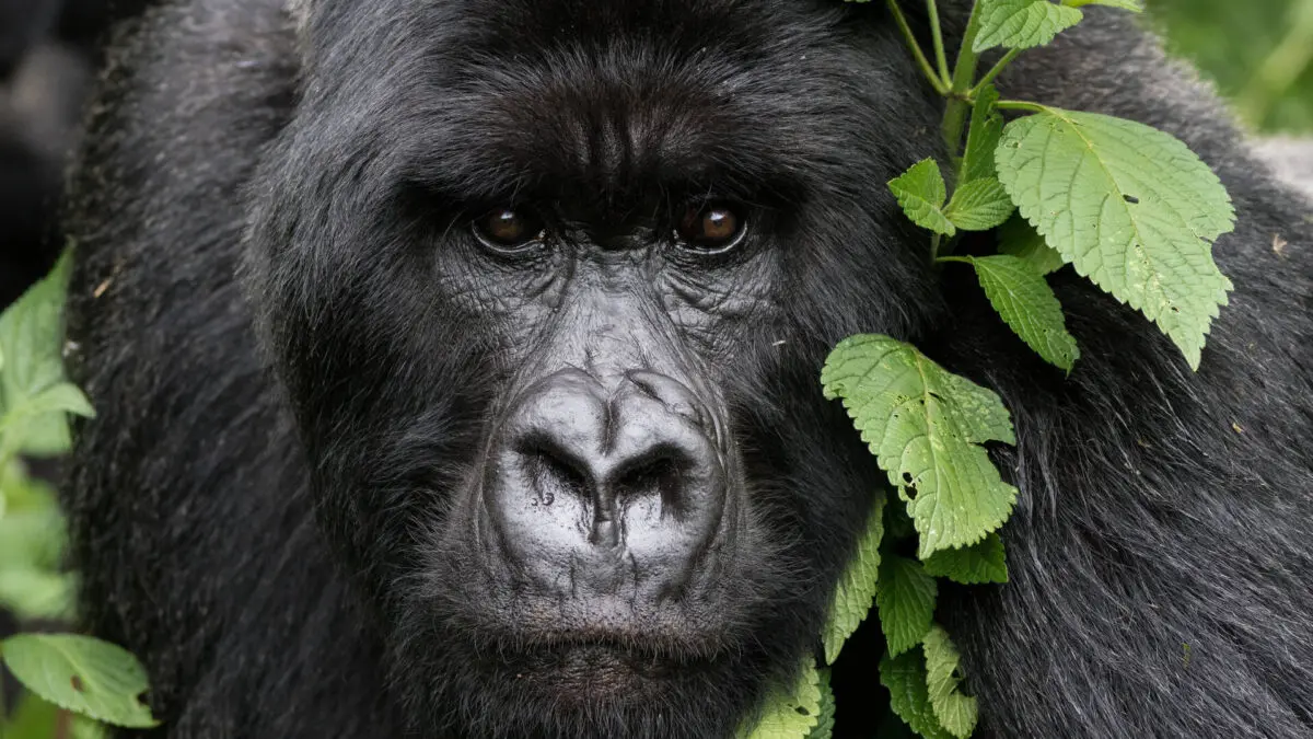 What is the Age Limit for Gorilla Trekking in Bwindi Impenetrable National Park?