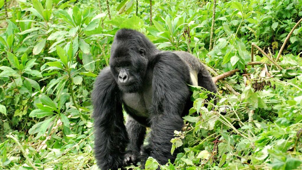 Best Time to Visit Congo
