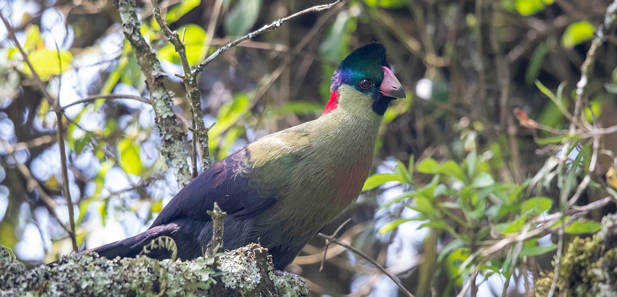 What kinds of birds can I see in Bwindi?