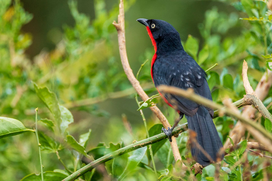 birds in Bwindi