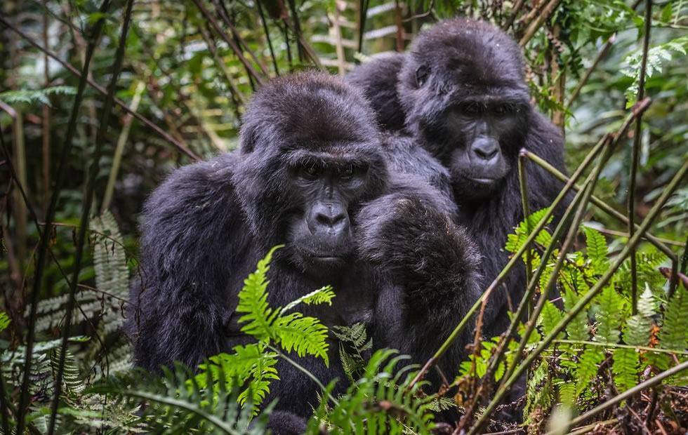 Gorilla safaris in Uganda