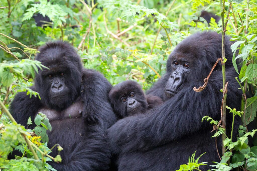 gorilla trekking in Bwindi