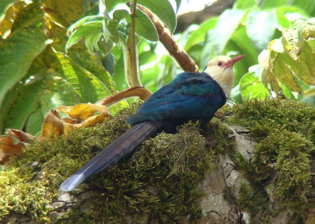 Bird Watching in Bwindi
