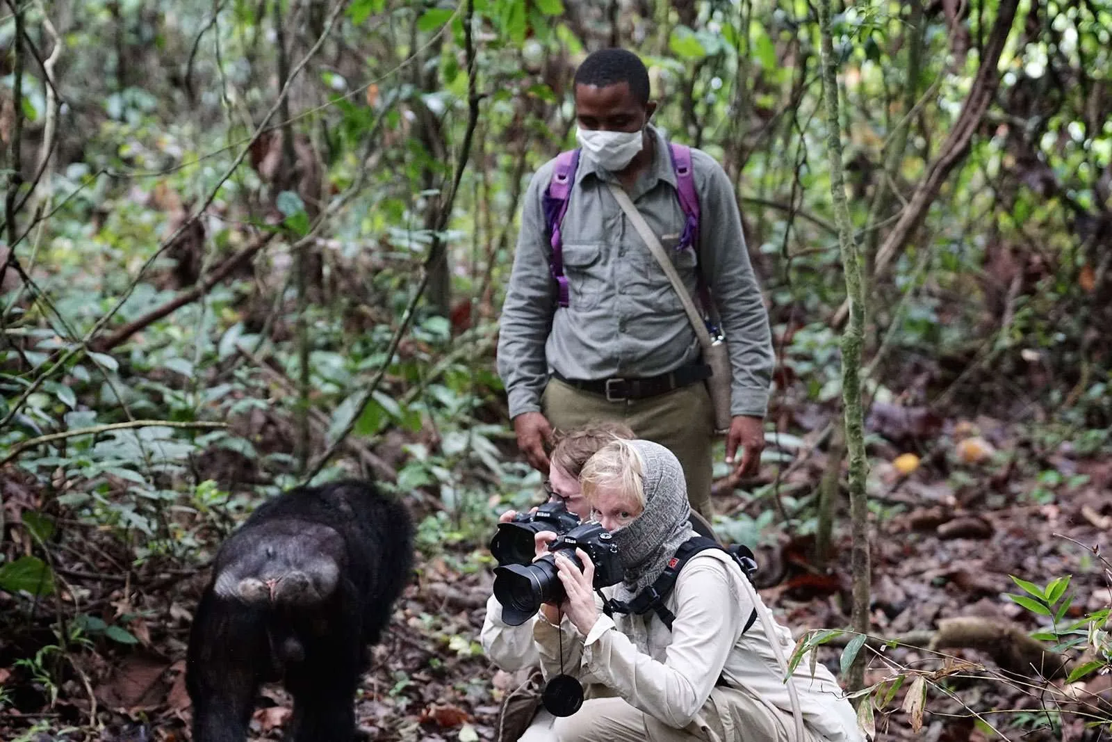 Chimpanzee tracking in Uganda