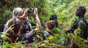 gorilla habituation Bwindi