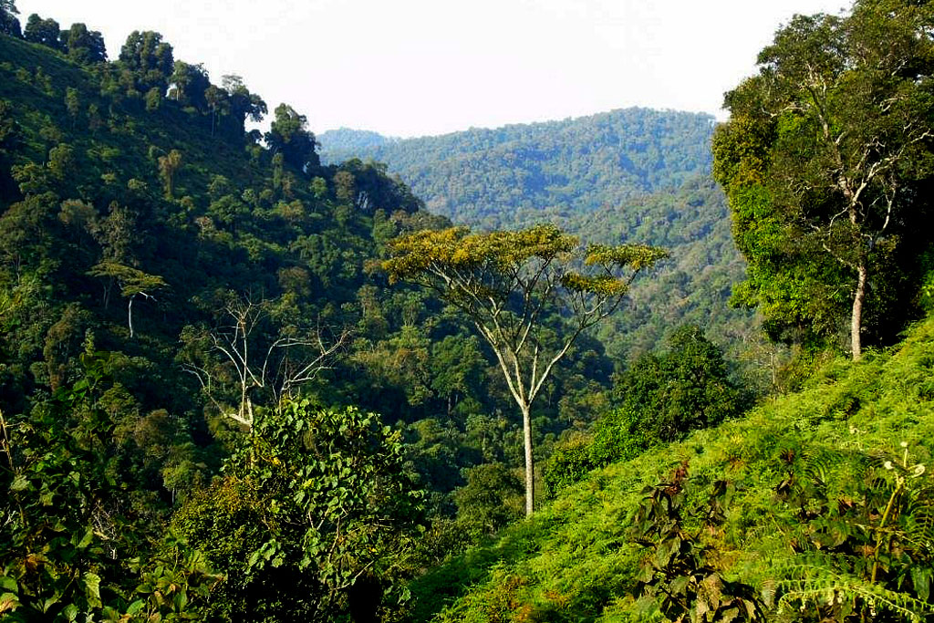 Bwindi forest Vegetation : Plants and trees