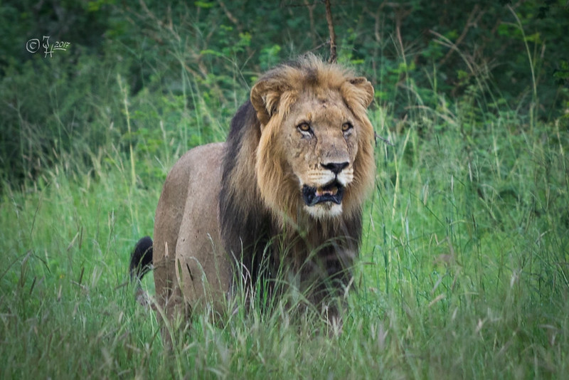 Big 5 Animals in Uganda