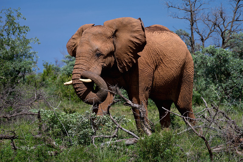 Big 5 Animals in Uganda