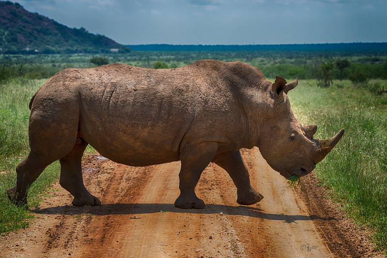 Big 5 Animals in Uganda
