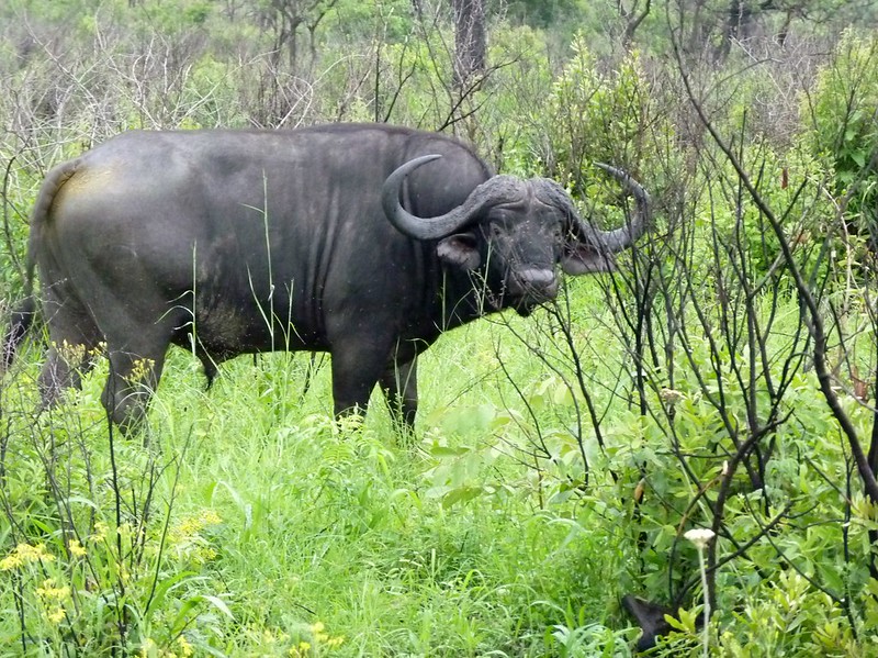 Big 5 Animals in Uganda