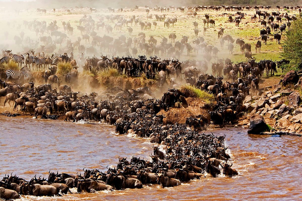 Wildebeest