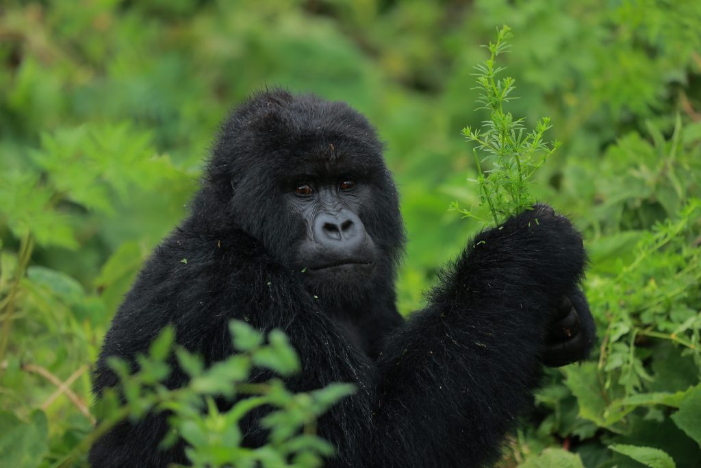 Sectors of Bwindi Impenetrable National Park