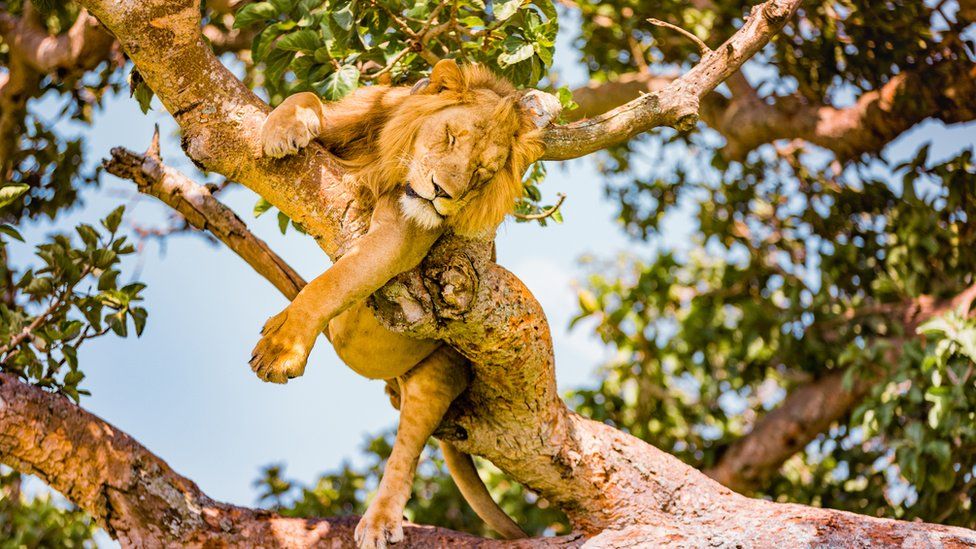 Queen Elizabeth National Park