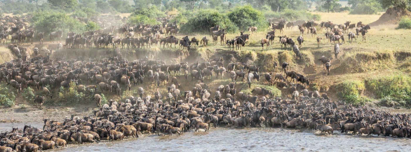 The Serengeti Animal Migration in Tanzania