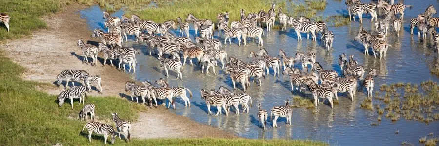 Botswana Zebra Migration 2025: When & Where to See Africa’s Hidden Safari Gem