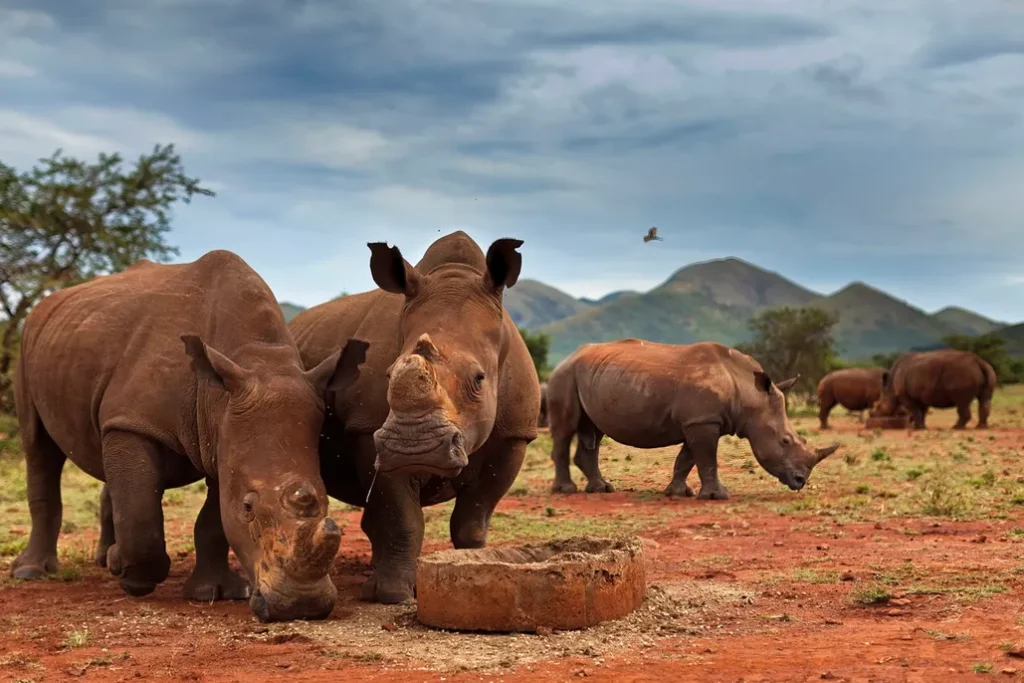 white rhino conservation-rhino translocation Africa-rewilding