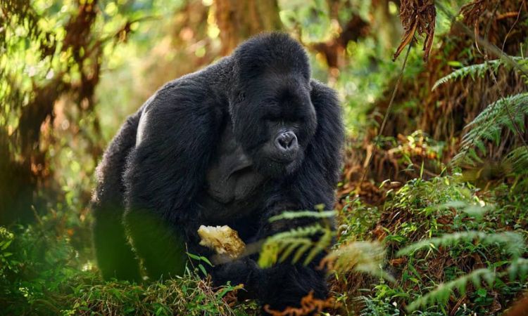 Uganda Safaris | Uganda Tours – Uganda Gorilla Trekking
