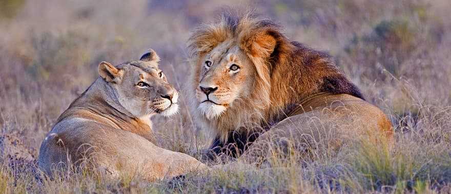 Lions in Africa