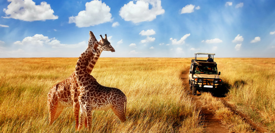 Budget African safari
