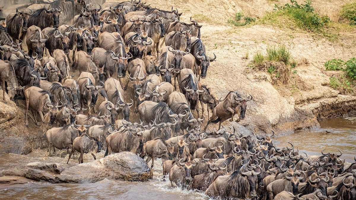 Masai Mara Migration & Wildlife