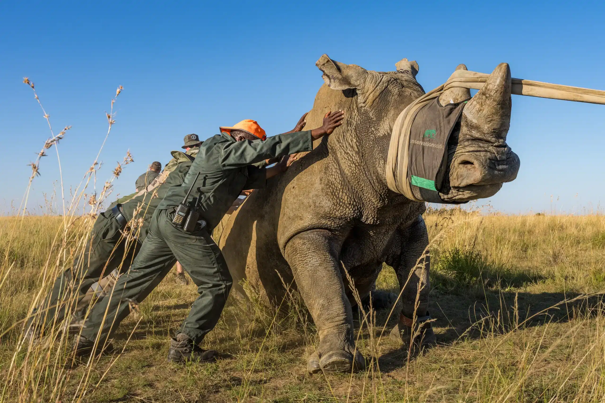 What is the Rewilding 2,000 White Rhinos Initiative?