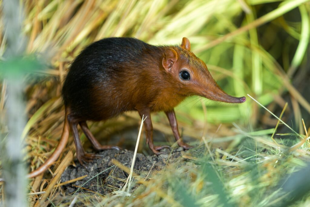 small African animals