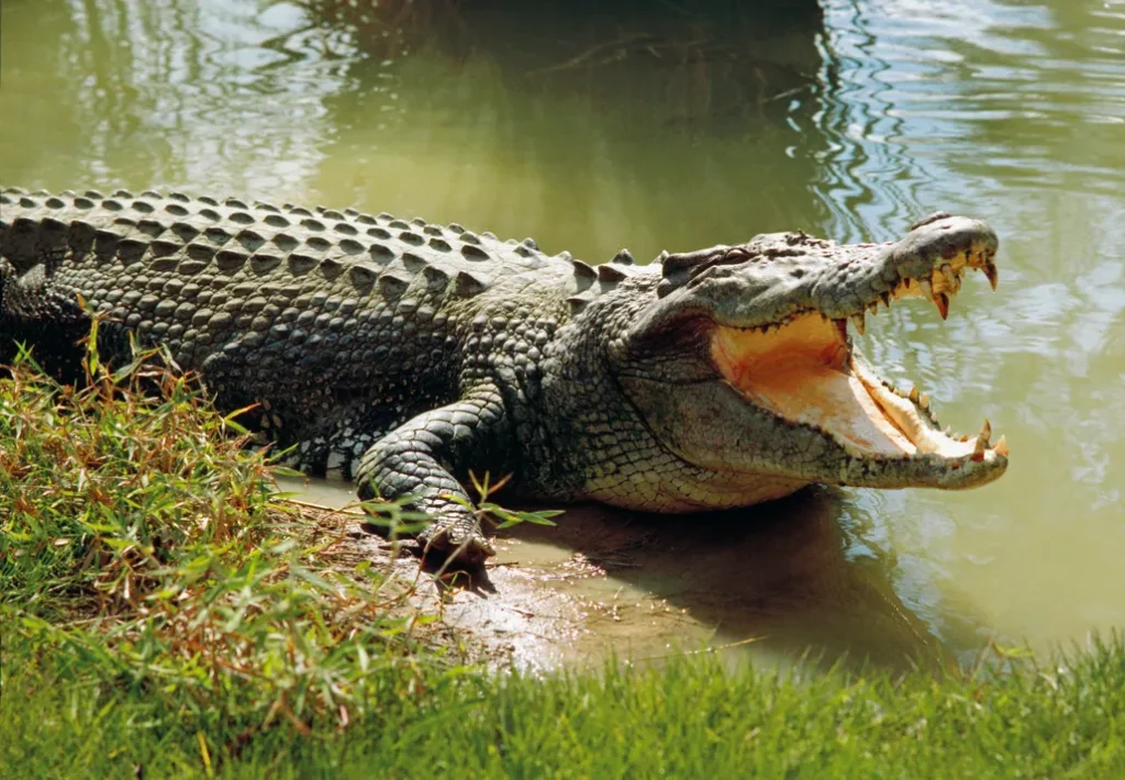 dangerous aquatic animals Africa