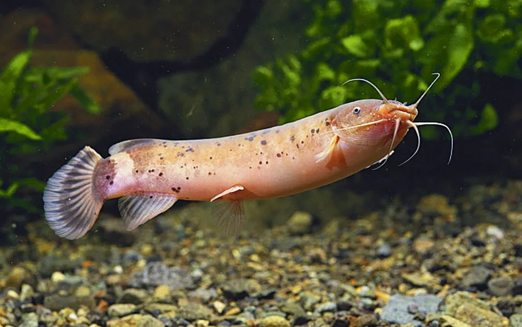 dangerous aquatic animals Africa