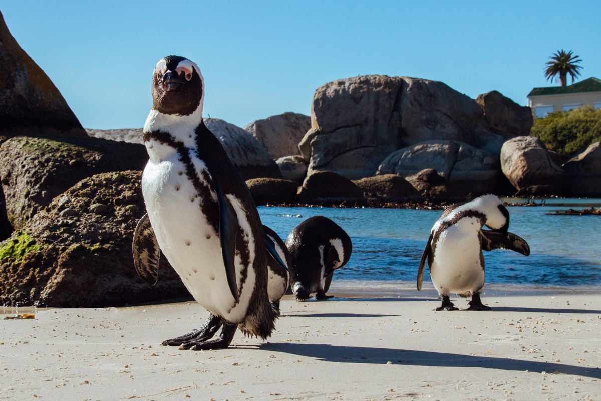 17 Best Things to Do in Africa.