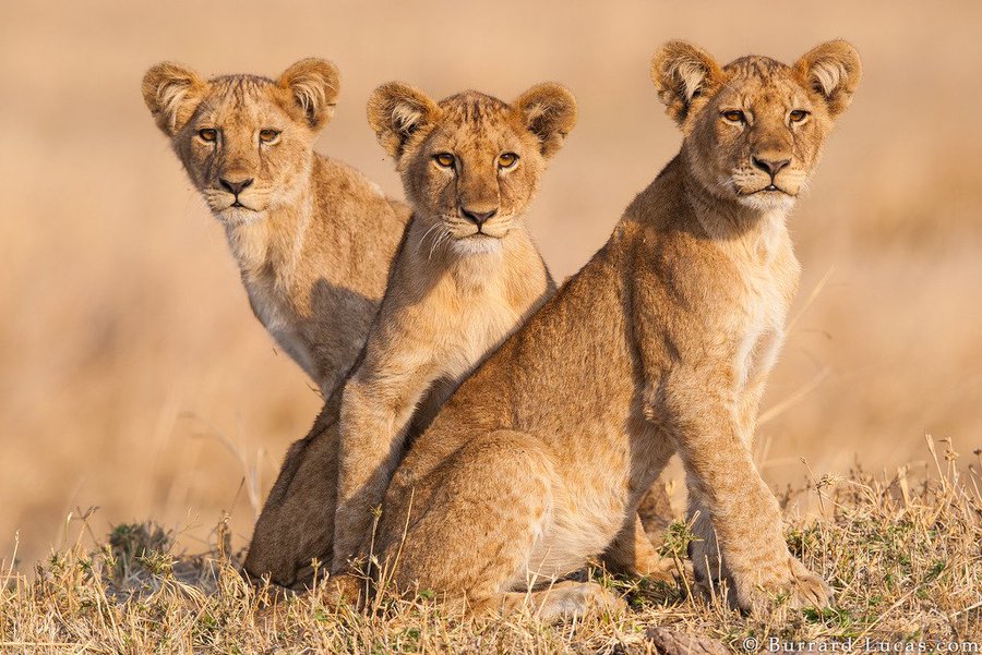 How to Plan an African Safari on a Budget.