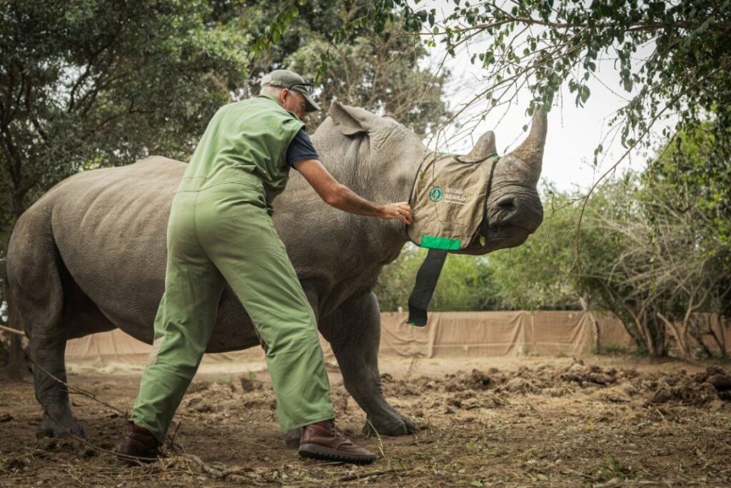 white rhino conservation-rhino translocation Africa-rewilding