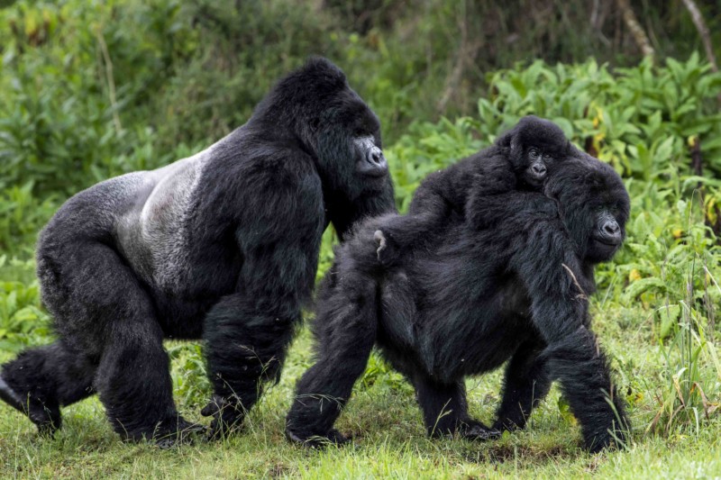 What Tourist Attraction is found in Bwindi National Park?