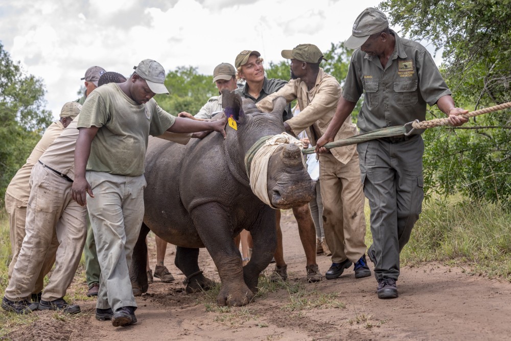 African Parks rhino rewild