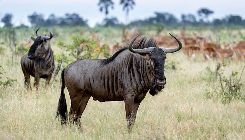 The Lifespan of Wildebeest: Nature’s Marathoners
