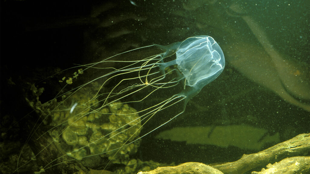 Dangerous aquatic animals Africa