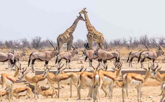 Gemsbok vs Eland