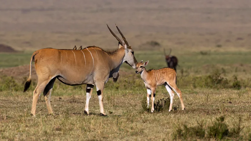 Eland