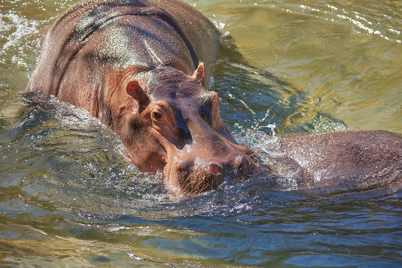 10 Most Dangerous Aquatic Animals in Africa.