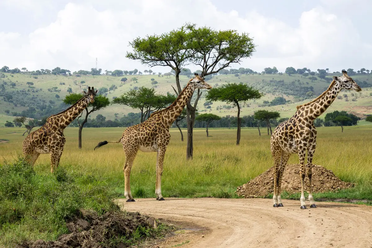 Affordable African Safari: 9 Expert Tips for Budget-Friendly Travel