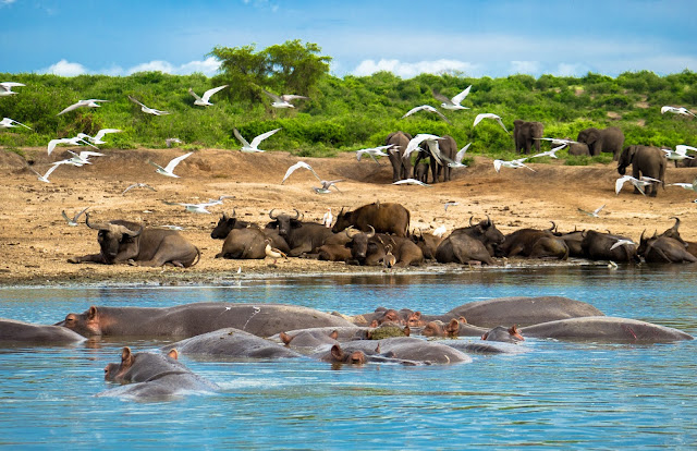 Kazinga Channel – The Heartbeat of Queen Elizabeth National Park