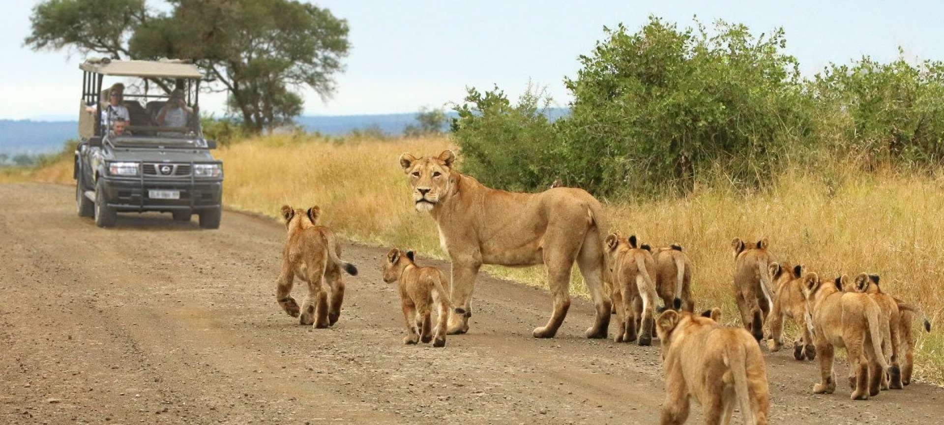 2025 African Safari Planner: Best Countries, When to Go & Where to Visit