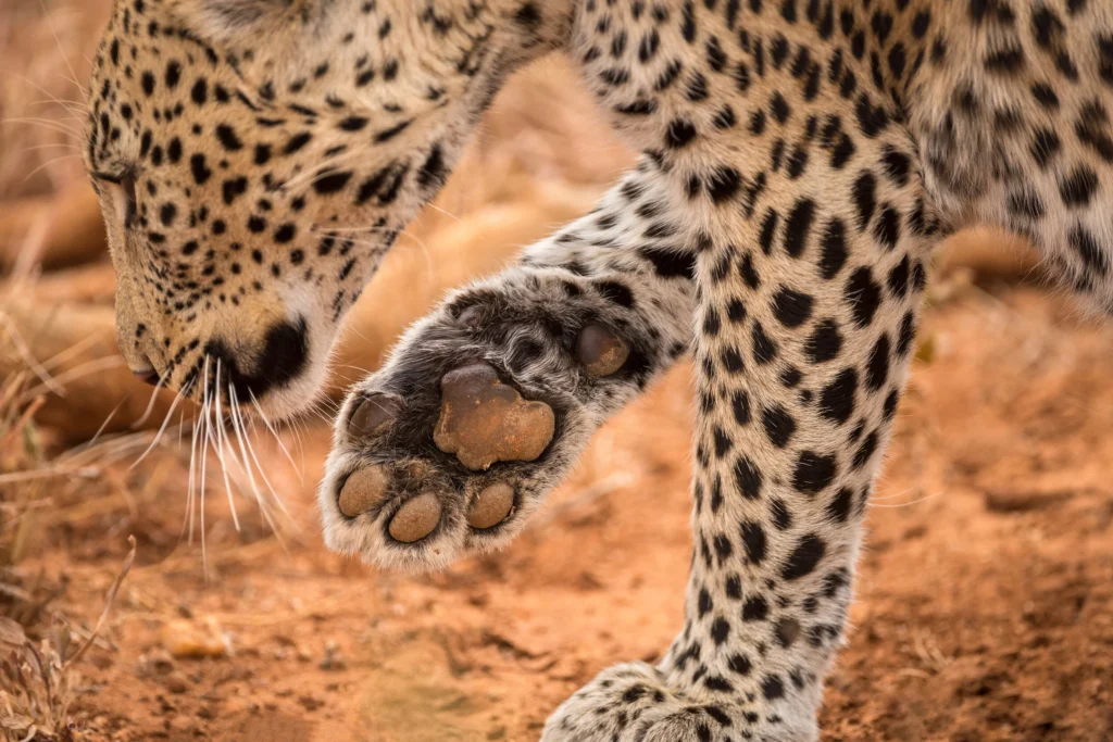 Cheetah vs leopard