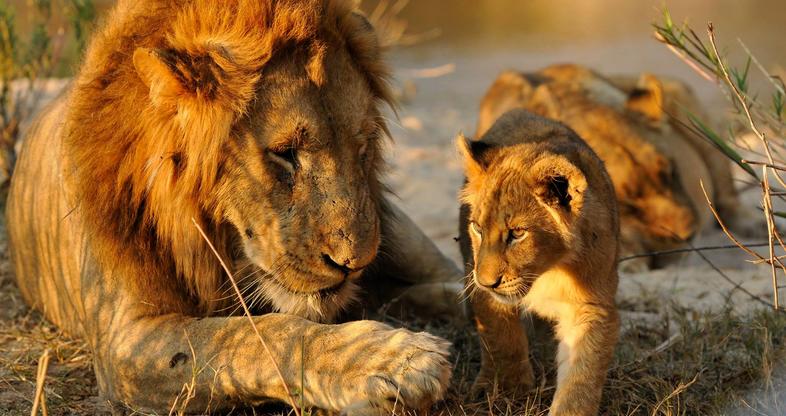 Lions in Africa: Tips for Your African Lion Safari and All About These Majestic Big Cats