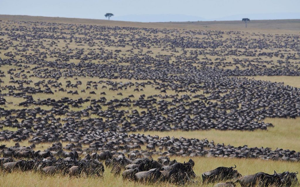 How many wildebeests travel together?