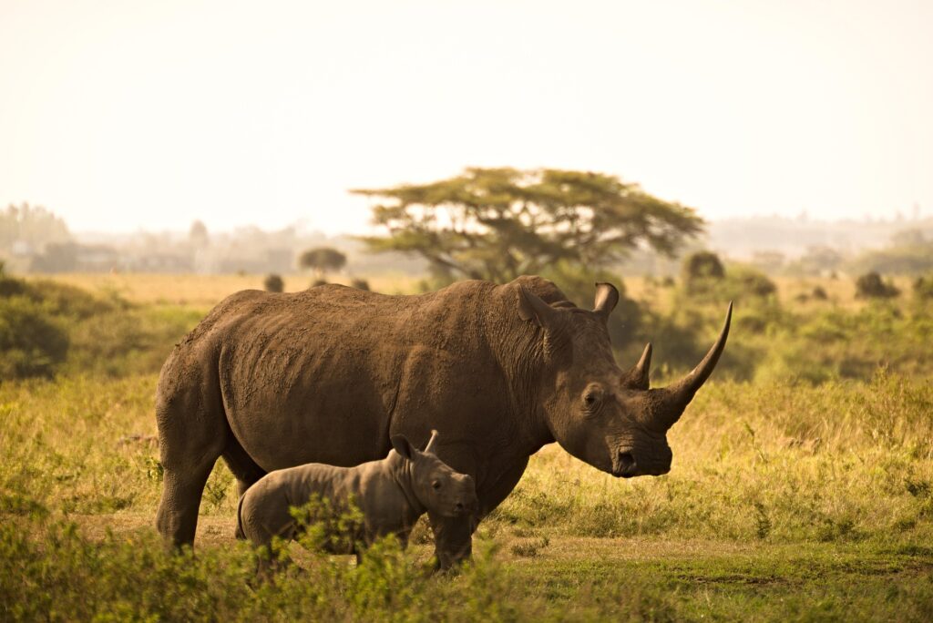 Budget African safari